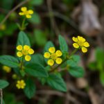 Tormentille : cette fleur sauvage ouvre-t-elle la voie à de nouveaux traitements contre les superbactéries ?