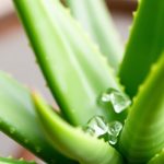 Aloe vera : ses 4 bienfaits que vous devriez connaître !