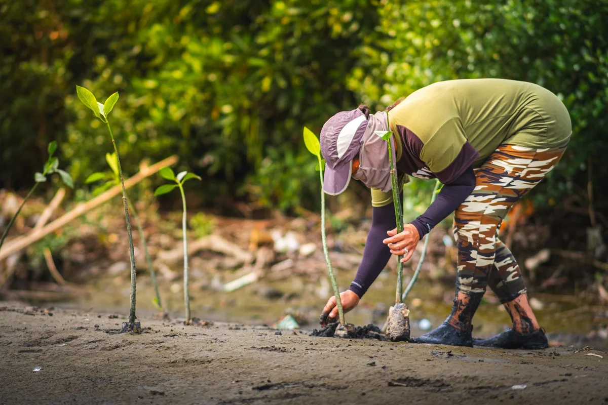Mangrove trees planted in a coastal biosphere reserve, part of reforestation efforts to combat deforestation and carbon 