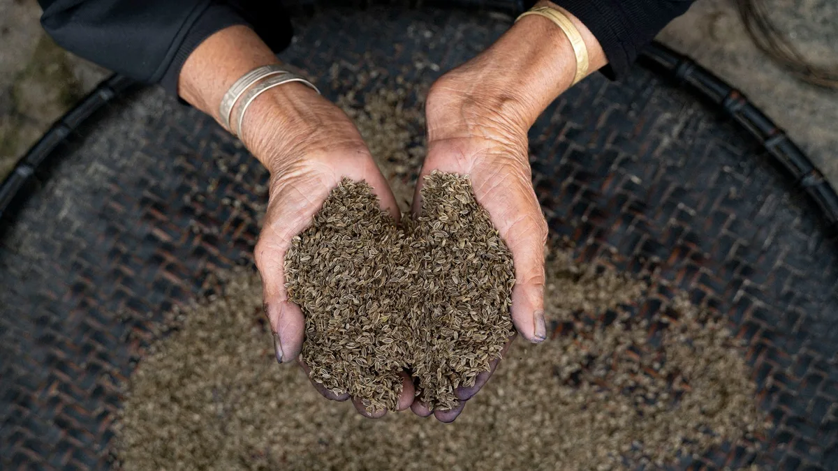 Varieties of traditional seeds stored in a seed bank, supporting local smallholder farmers with resilient plant varietie