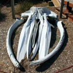 Anonymous onlookers and police tape near a large whale carcass on a city beach
